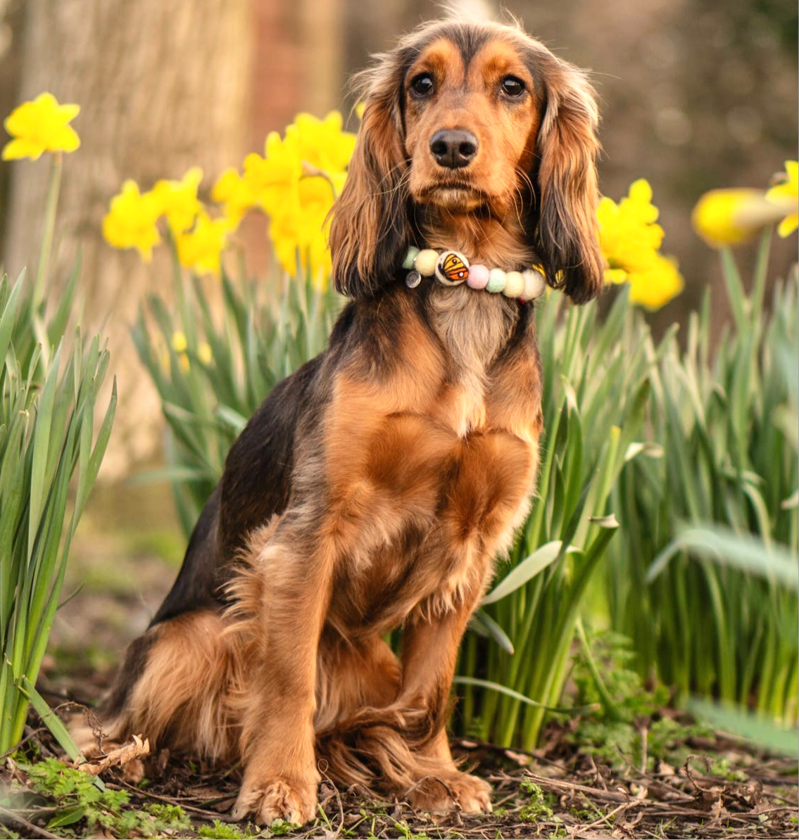 Spring Has Sprung
