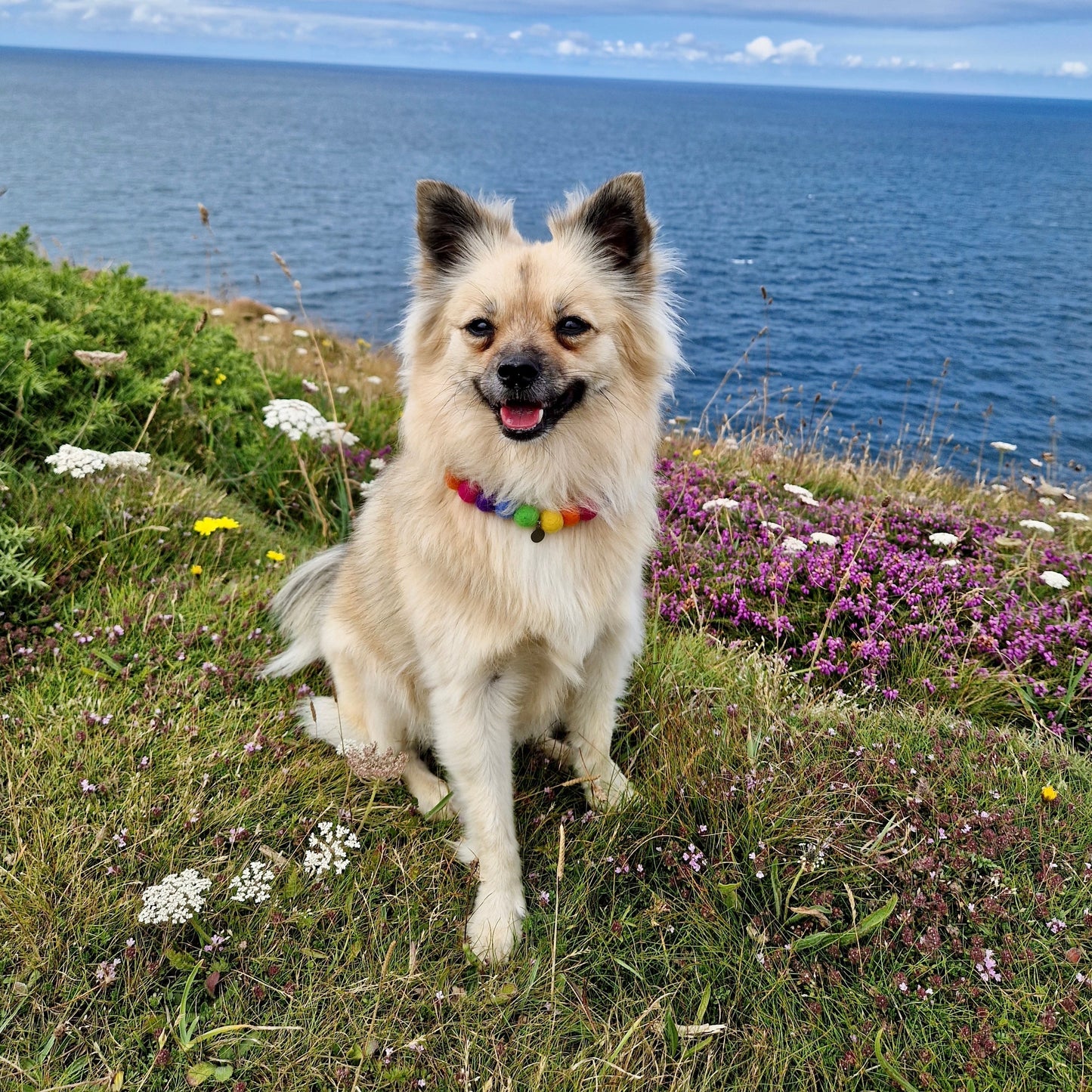 Rainbow Pom Pom Dog Collar Necklace