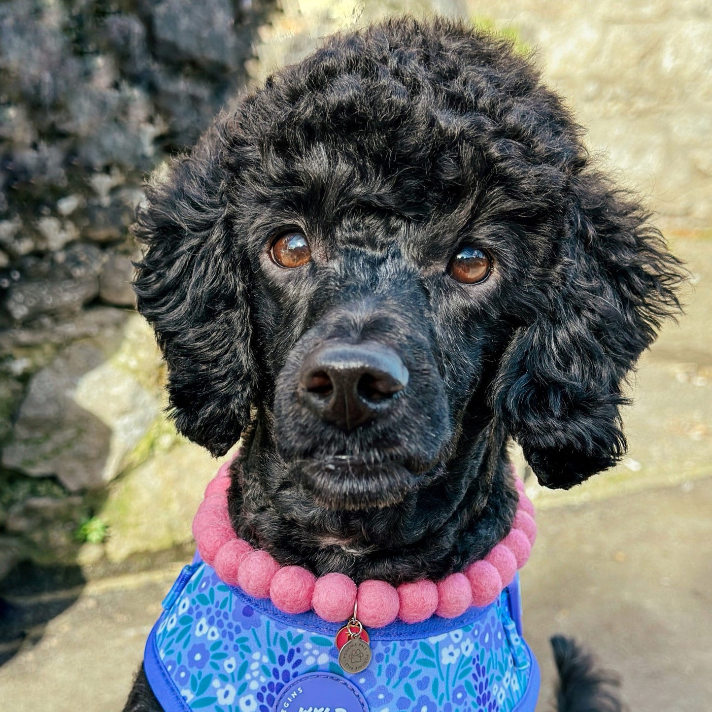 Rose Pink Pom Pom Collar