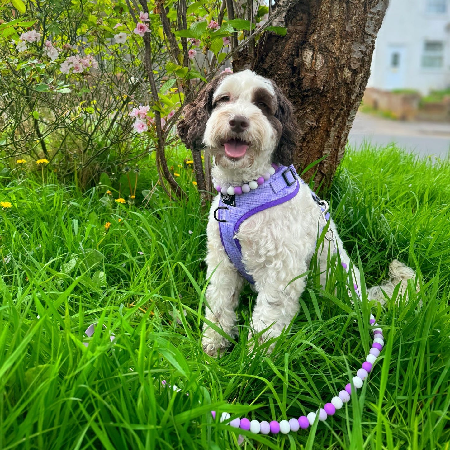 Purple Passion Biothane Dog Lead