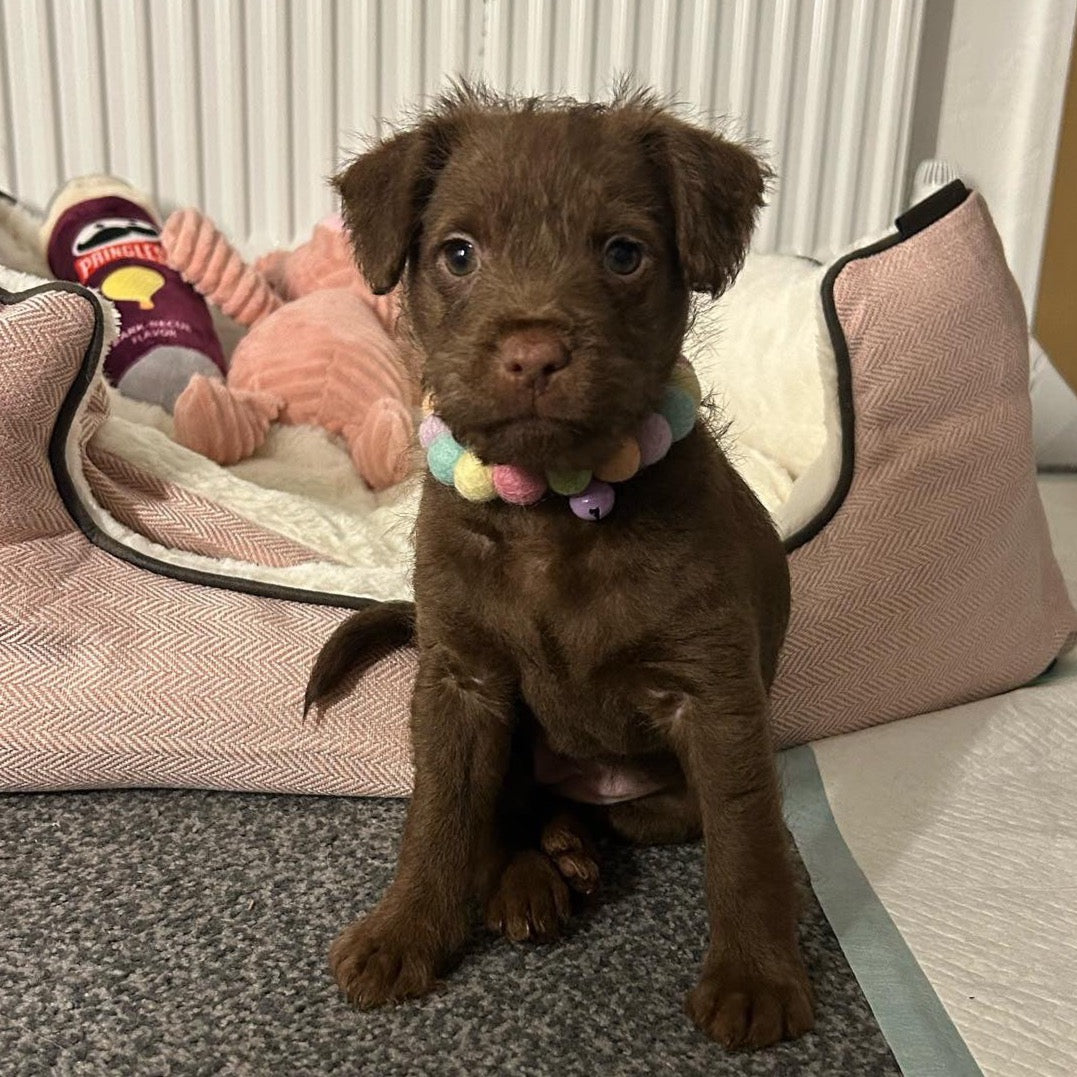 Pastel Rainbow Pom Pom Collar Necklace