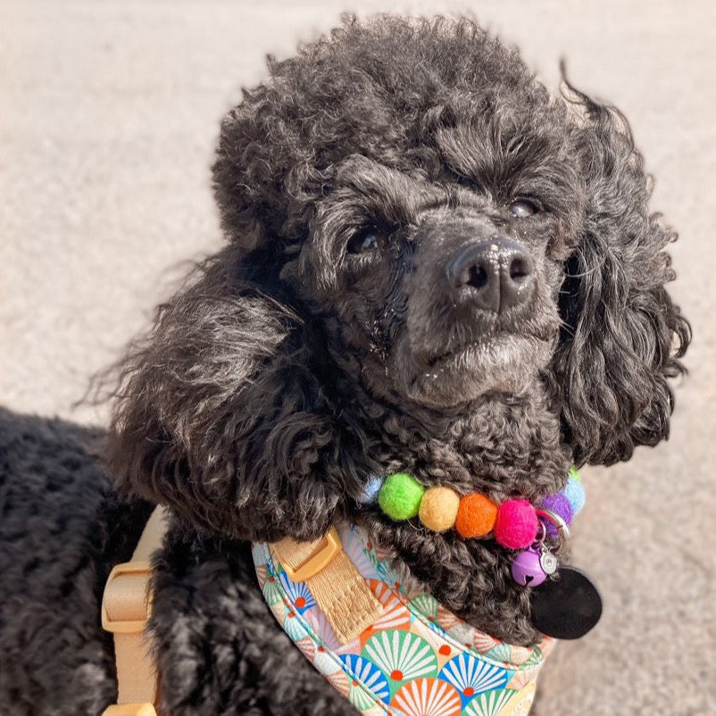 Rainbow Pom Pom Dog Collar Necklace
