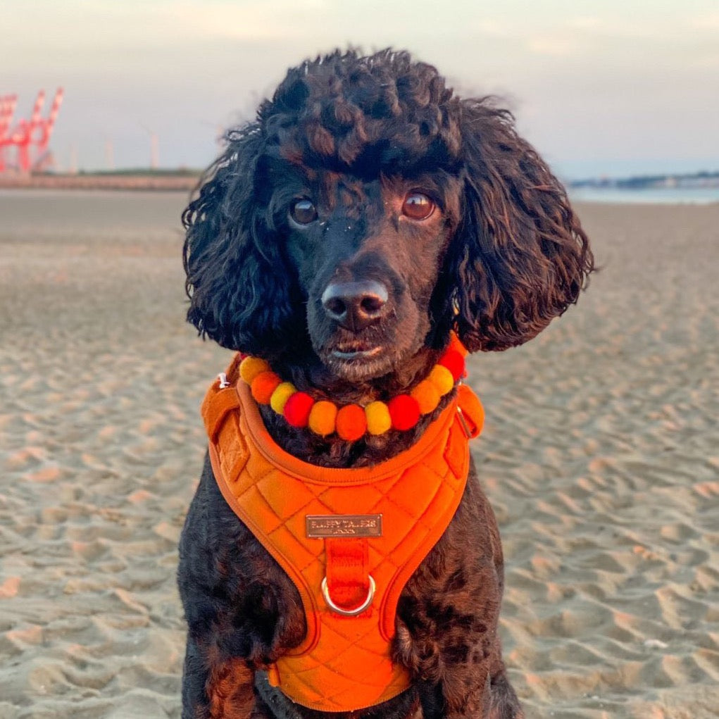 Be-Leaf In Yourself Pet Pom Pom Collar