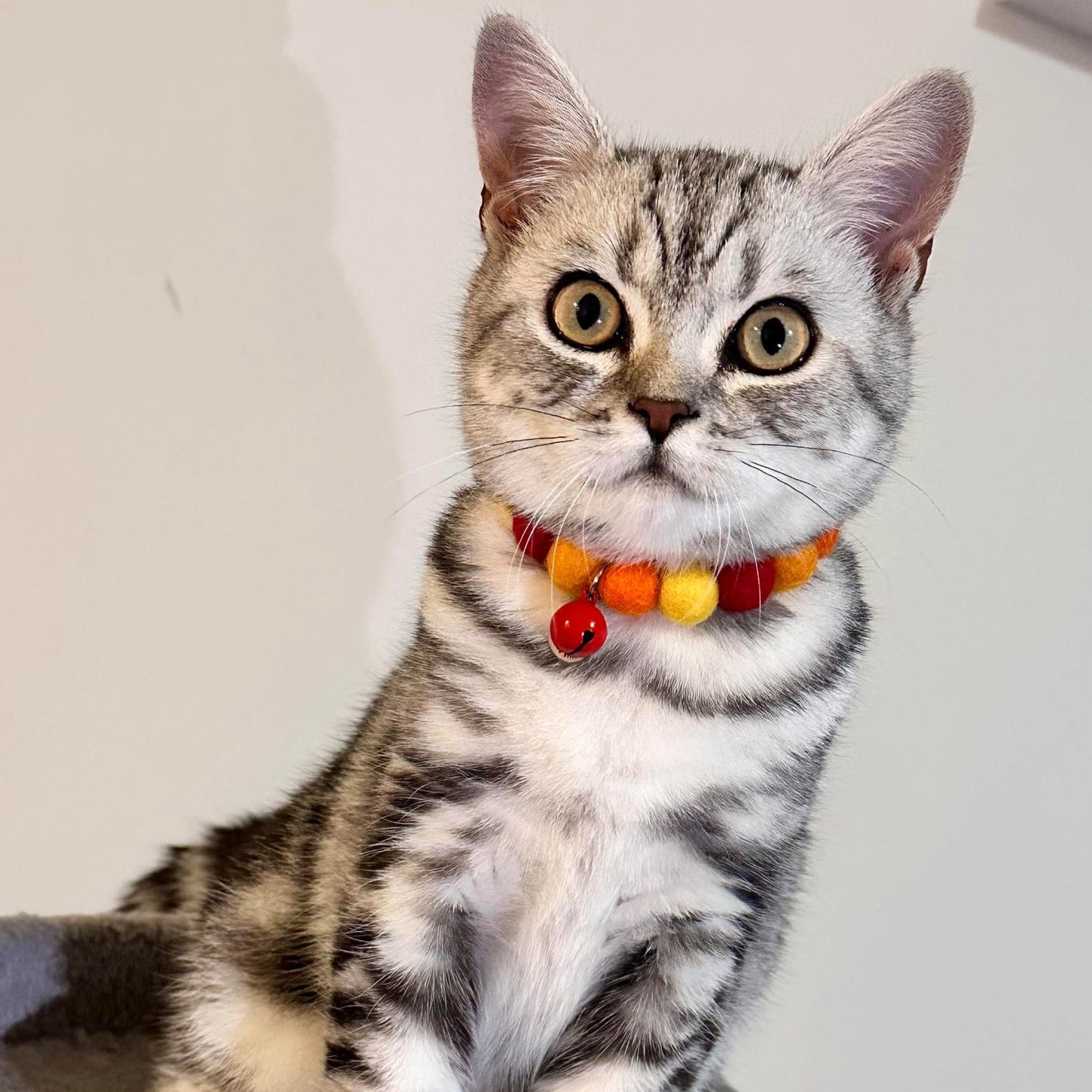 Be-Leaf In Yourself Pet Pom Pom Collar