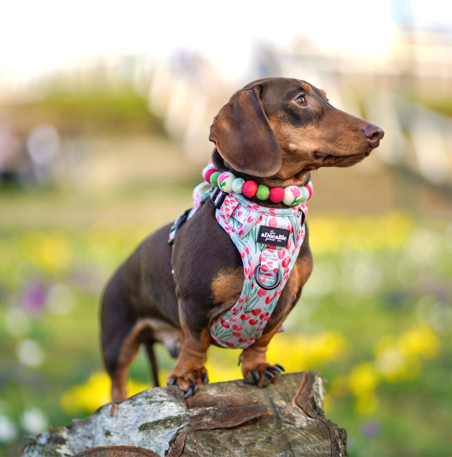 Tulip Field Pom Pom Collar