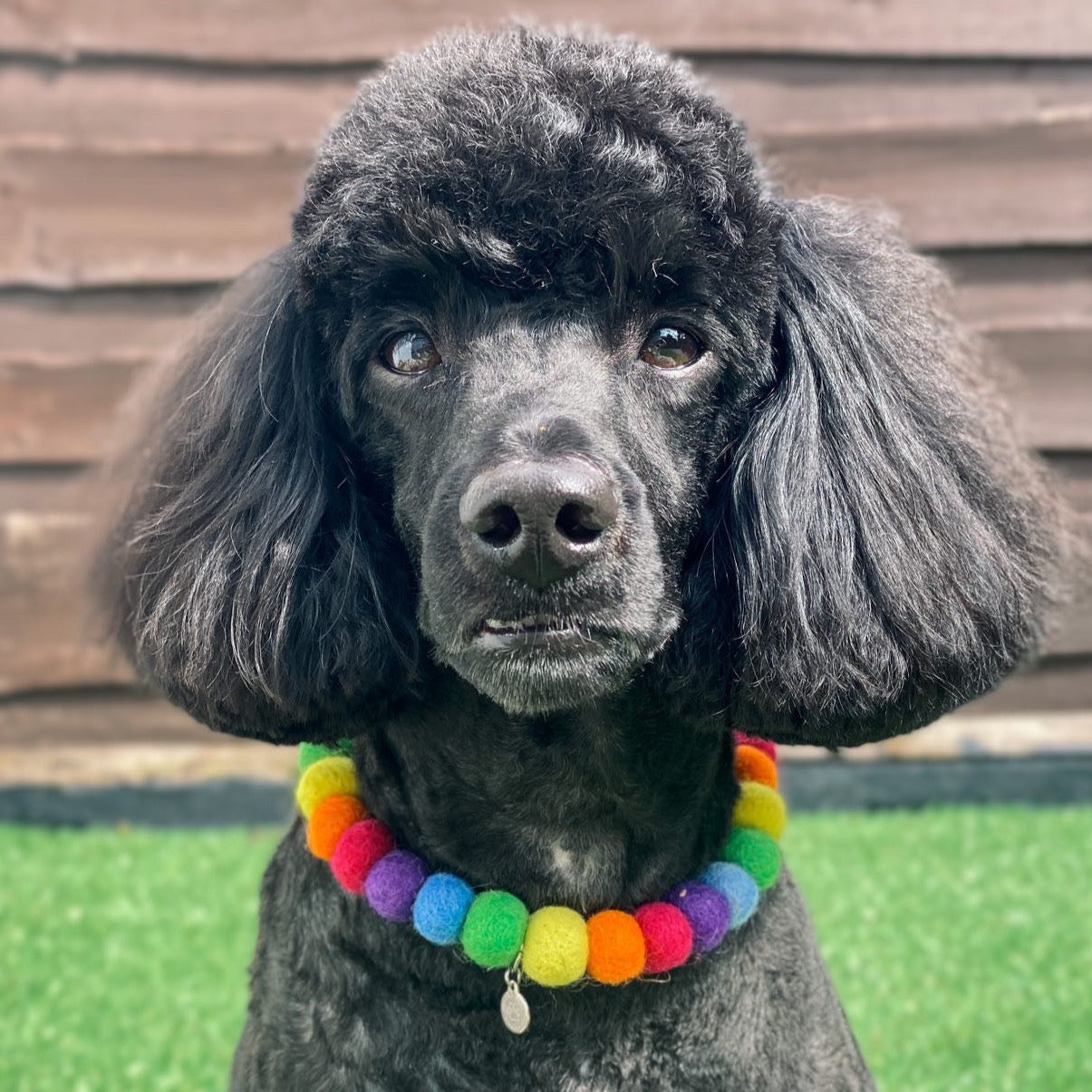 Rainbow Pom Pom Dog Collar Necklace