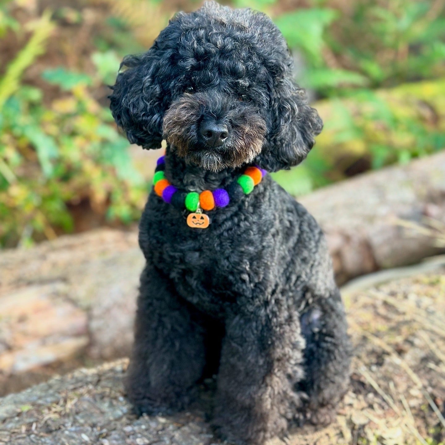 Hocus Pocus Pom Pom Collar