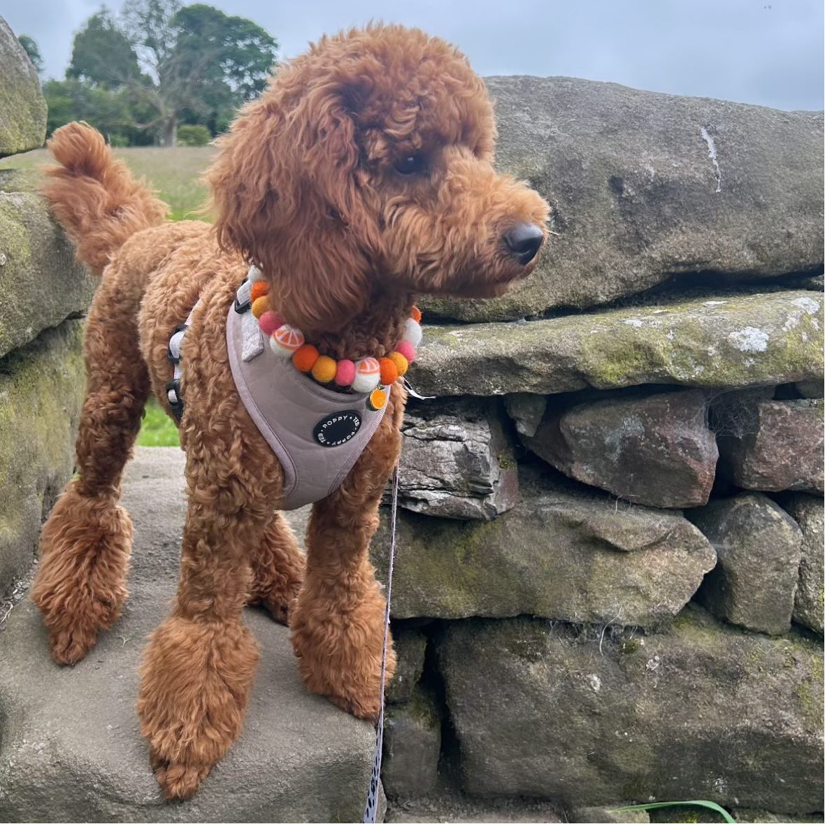 Tangerine Dream Fruit Pom Pom Collar