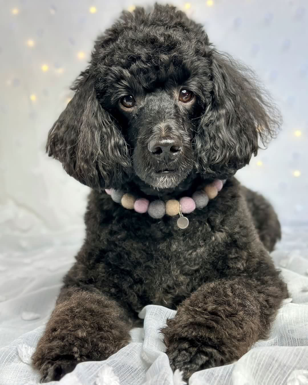 Rock & Rose Pom Pom Collar