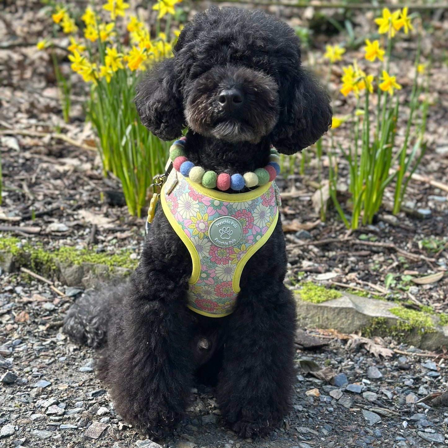 Bloomlight Pom Pom Collar