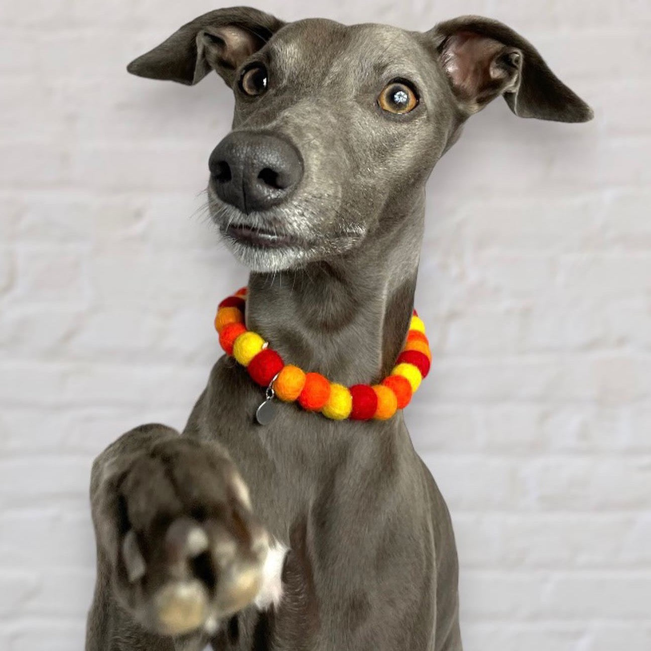 Be-Leaf In Yourself Pet Pom Pom Collar