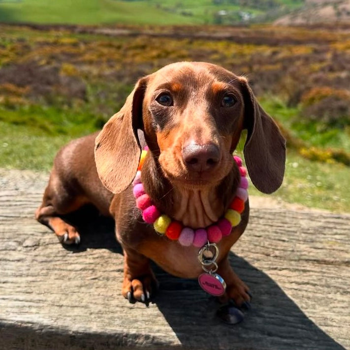 Tropical Burst Pom Pom Collar