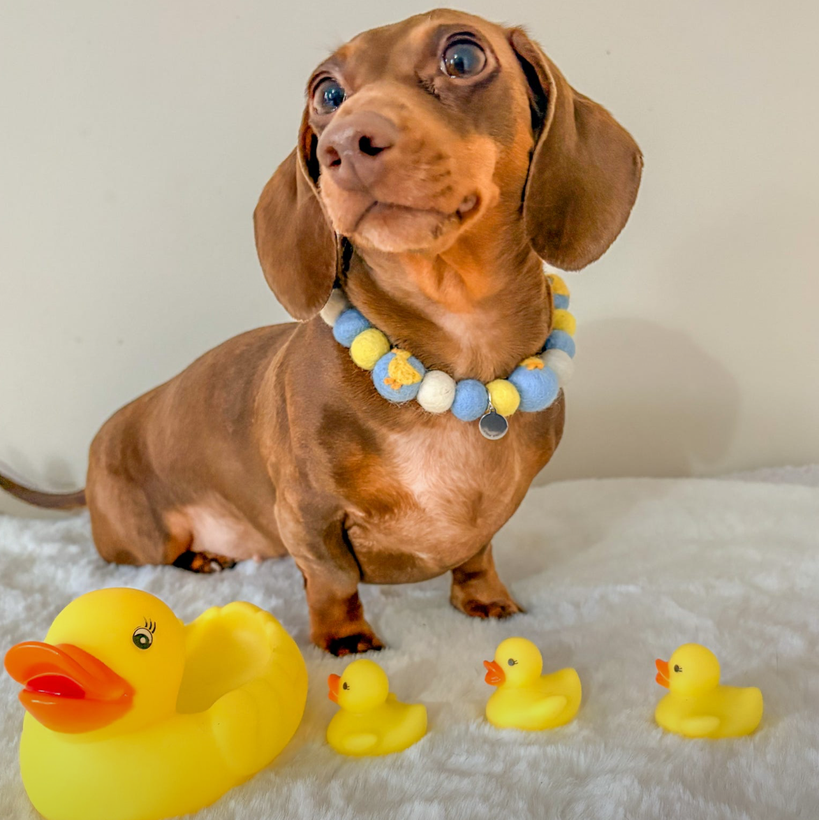 Duckie Pom Pom Collar