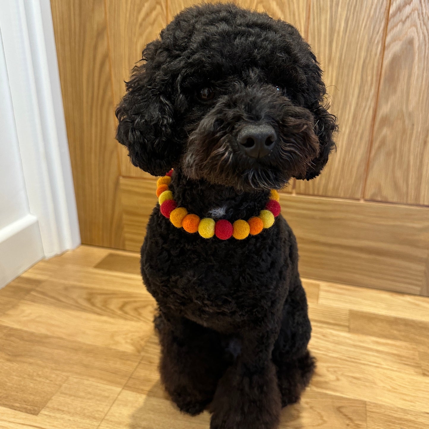 Be-Leaf In Yourself Pet Pom Pom Collar