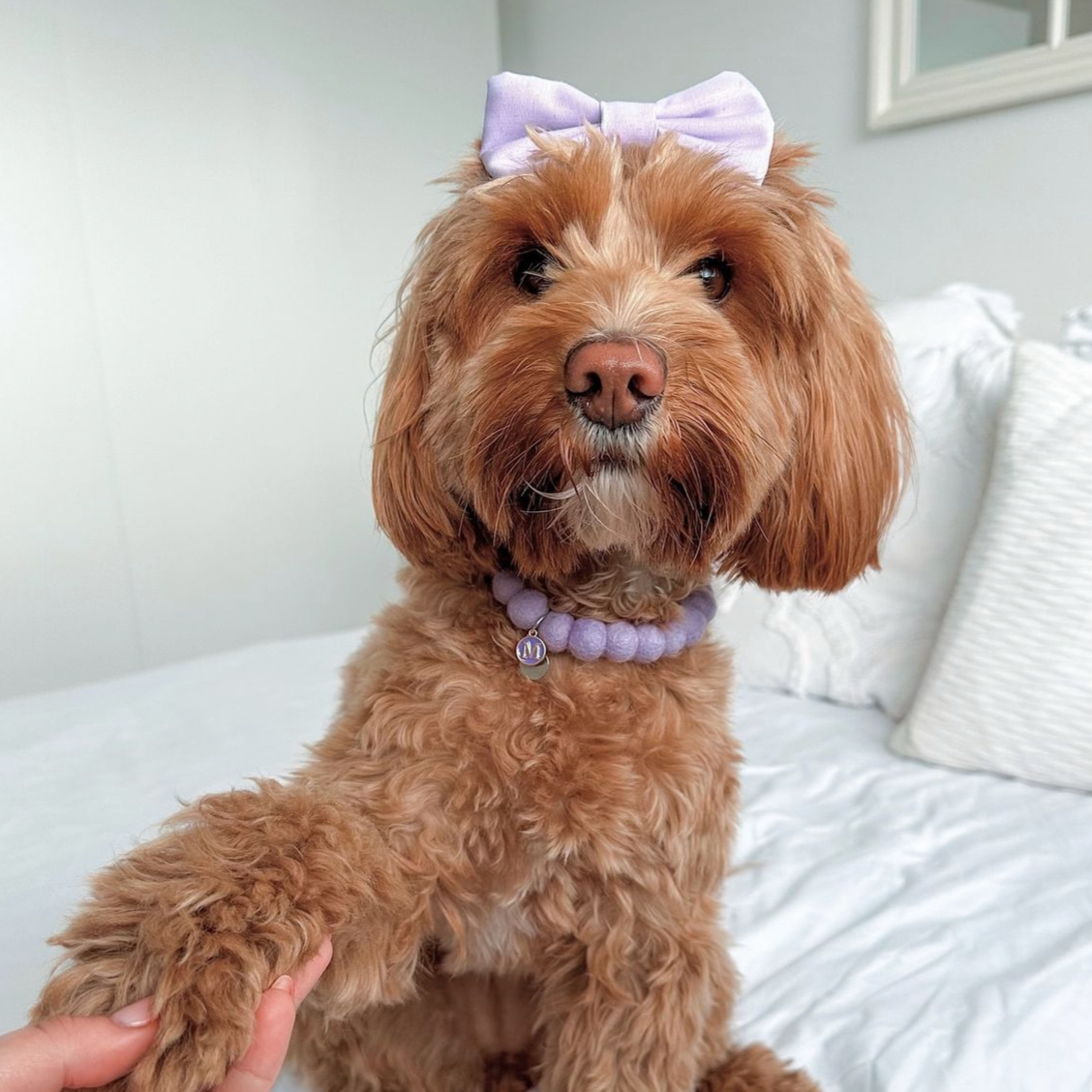 Lilac Pom Pom Collar
