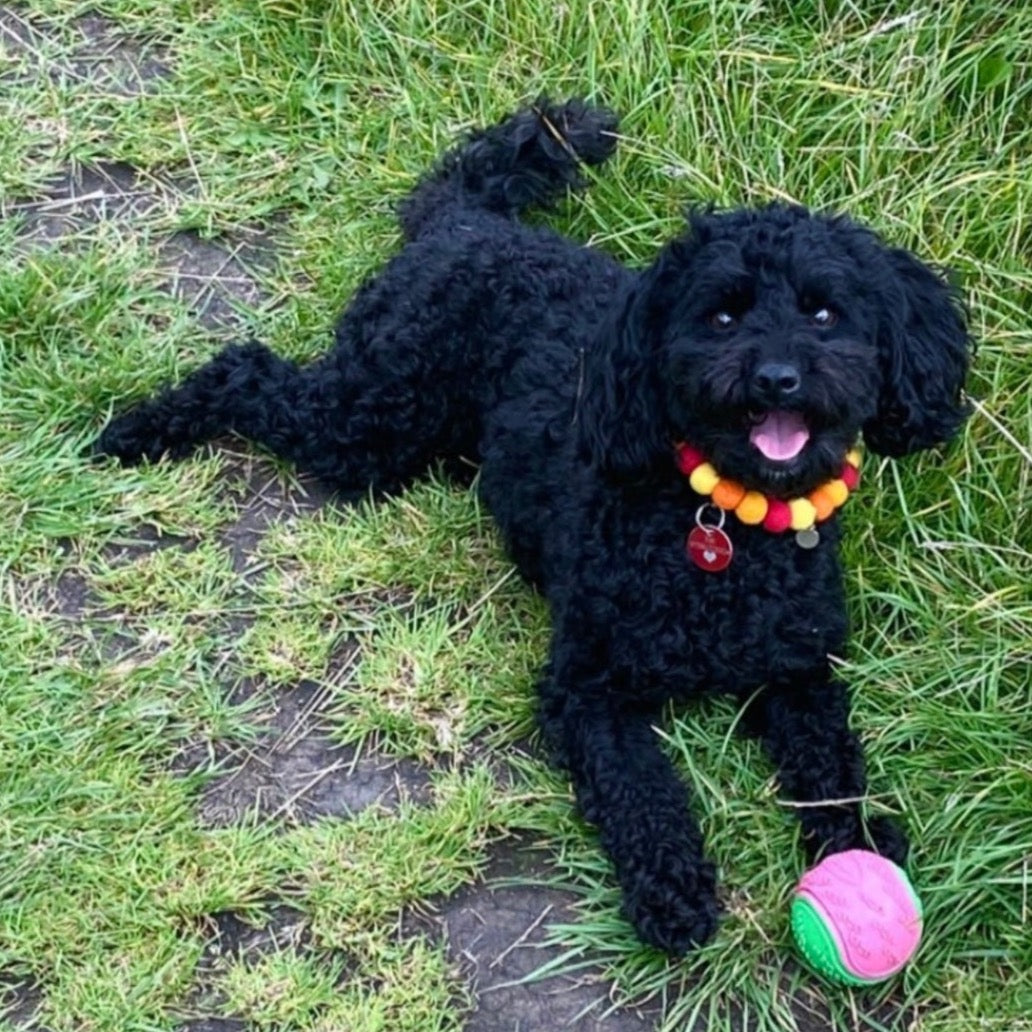 Be-Leaf In Yourself Pet Pom Pom Collar