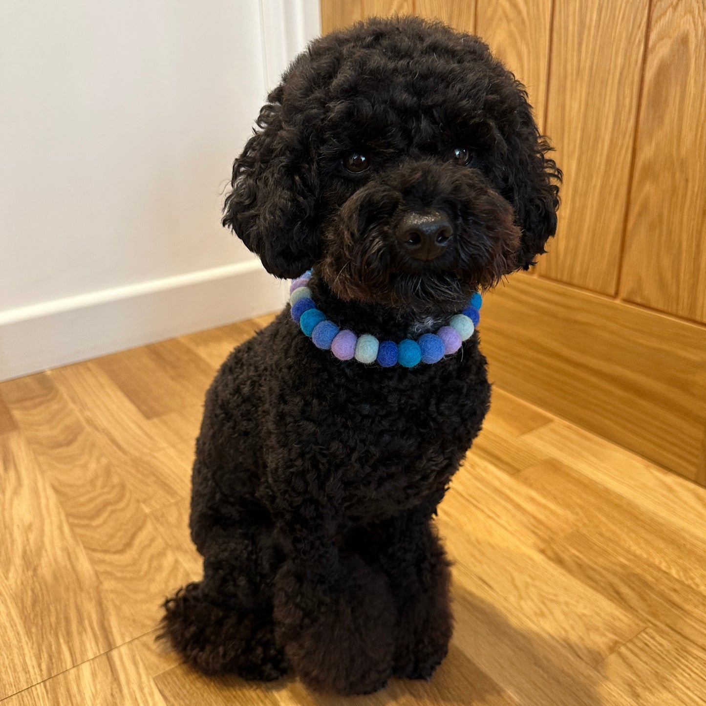 Sea Pup Pom Pom Collar