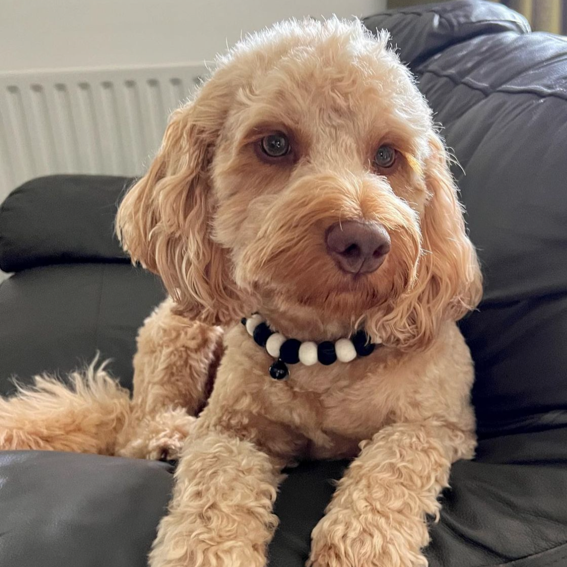 Black and White Pet Pom Pom Collar Necklace