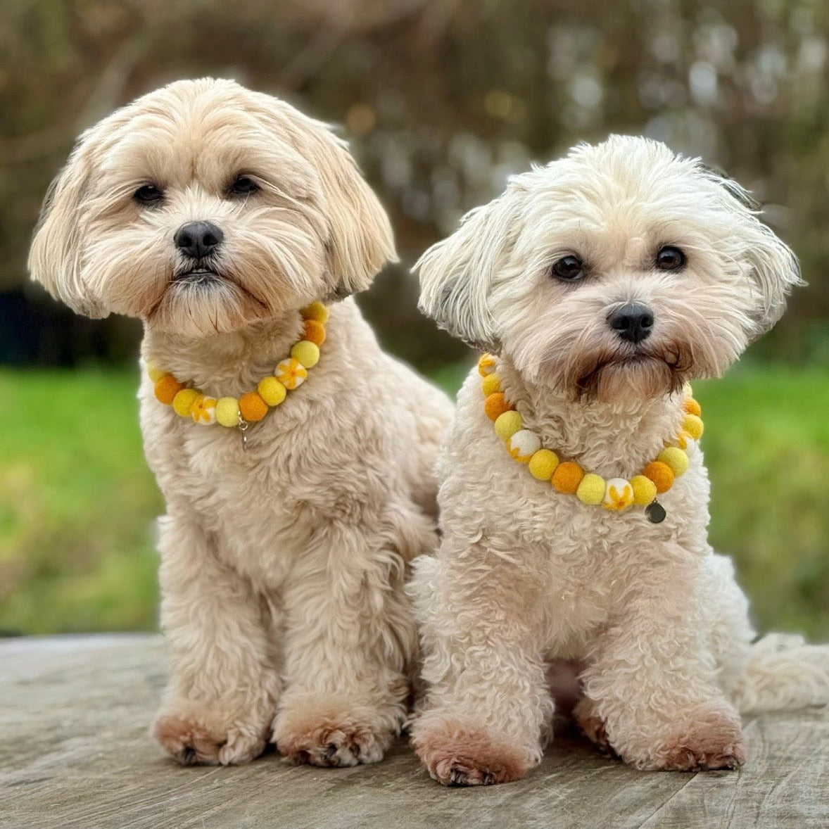 Dainty Daffodil Pom Pom Collar