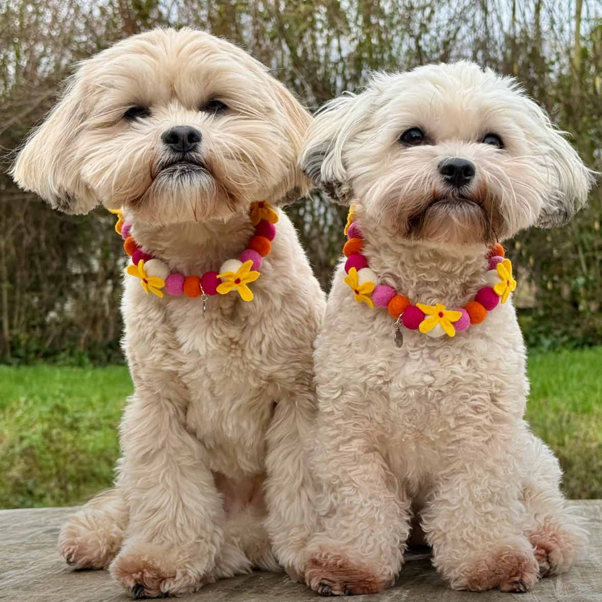 California Poppy Pom Pom Collar