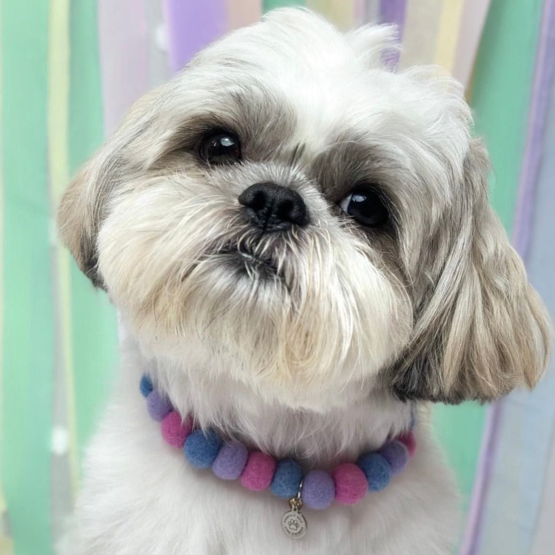 The Poochie Pals Pom Pom Collar