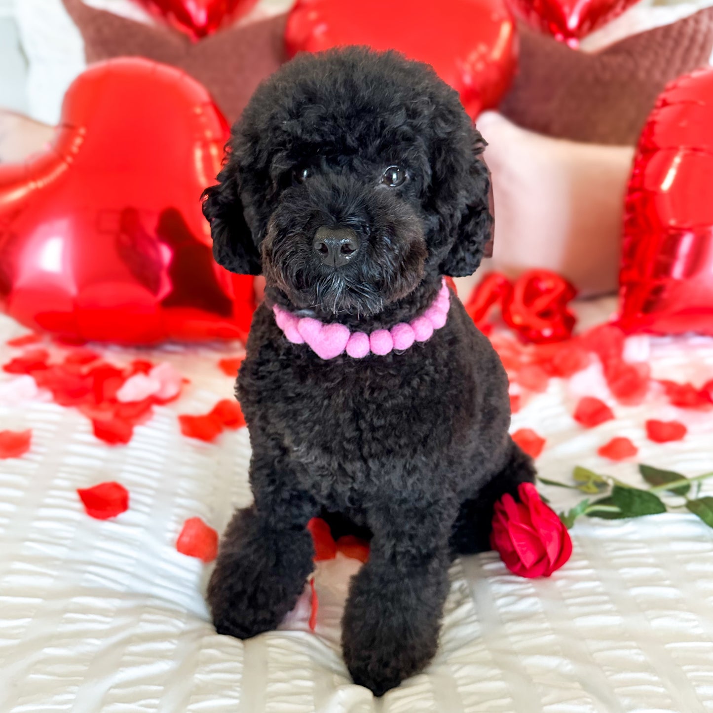Sweet Love Pom Pom Collar