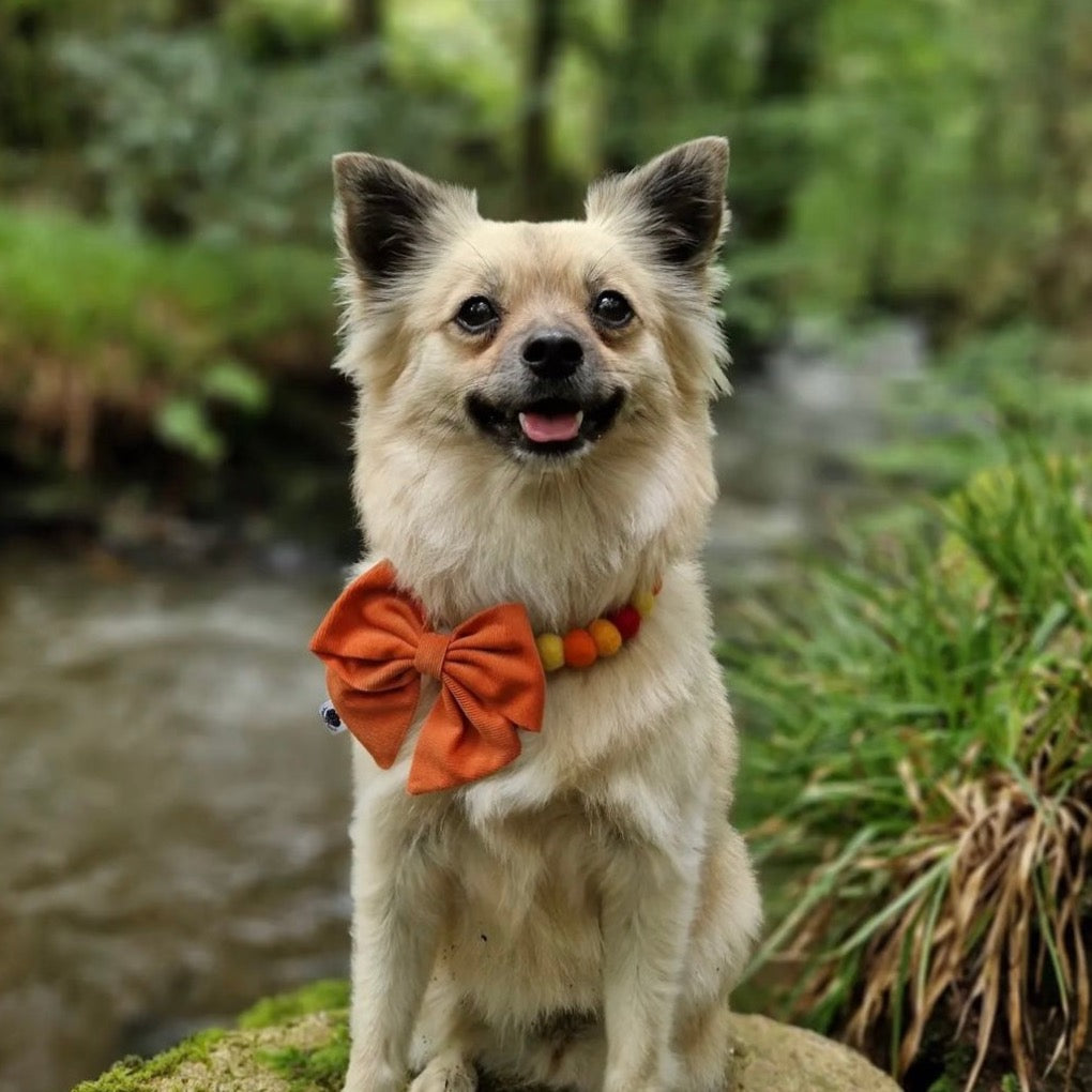 Be-Leaf In Yourself Pet Pom Pom Collar