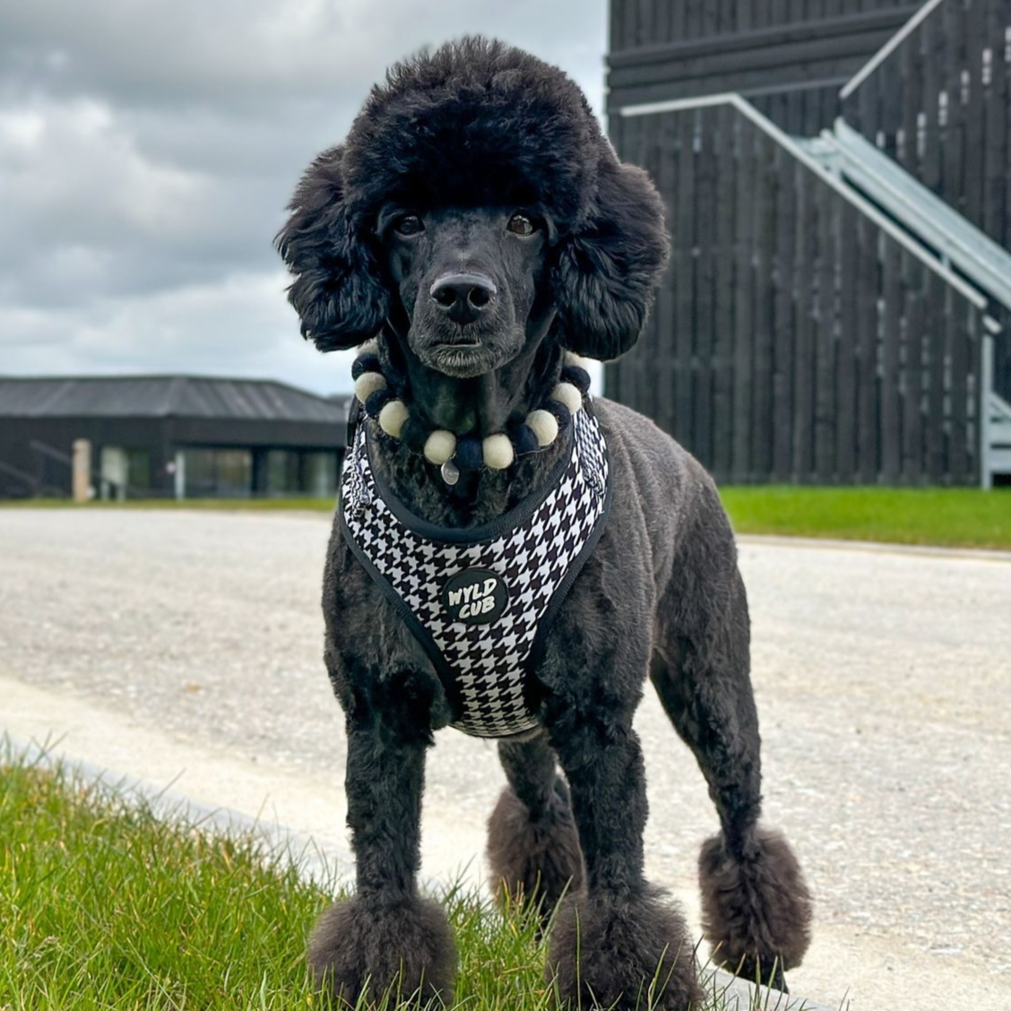 Black and White Pet Pom Pom Collar Necklace