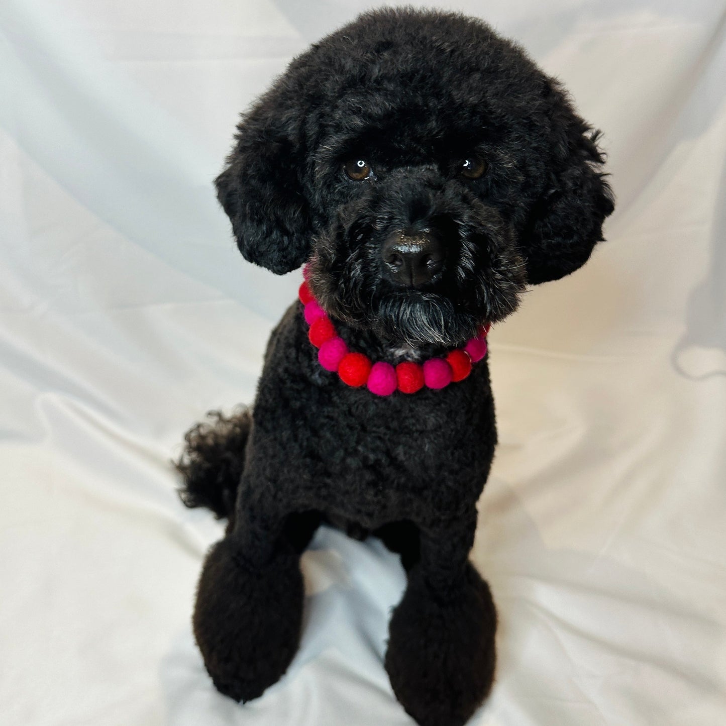 Little Pup Love Pom Pom Collar