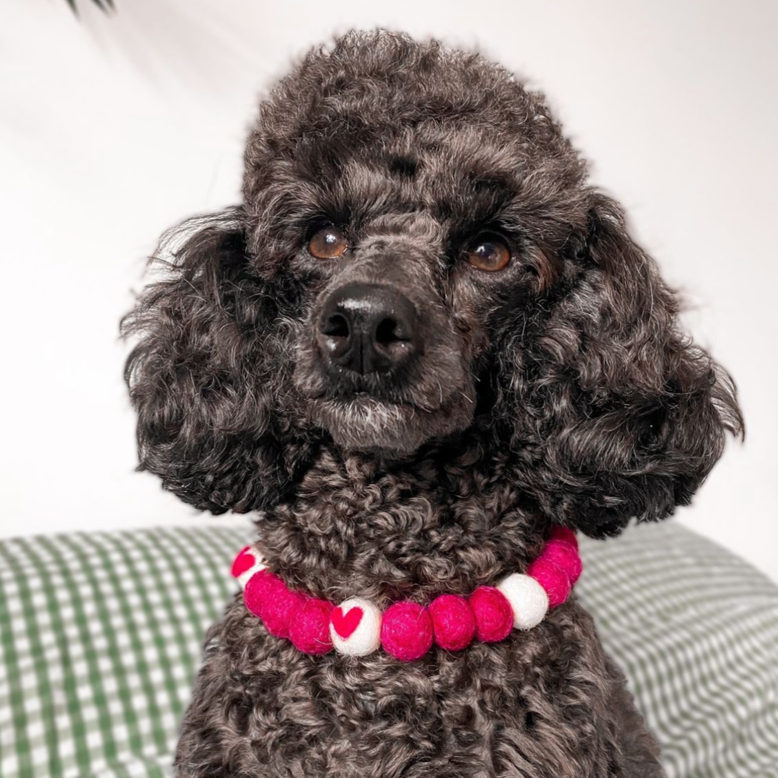 Serenade Pom Pom Collar