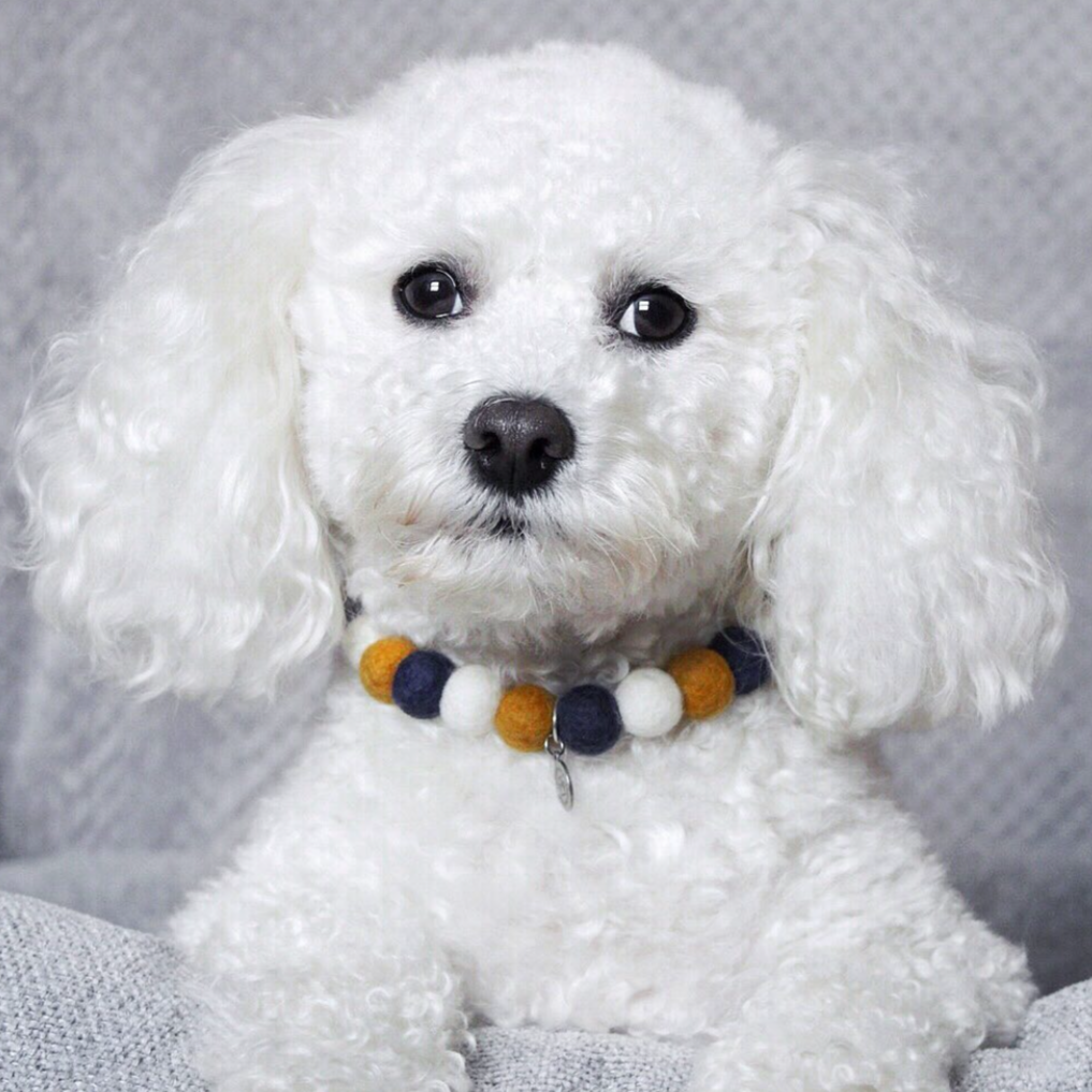 Starry Night Pom Pom Collar