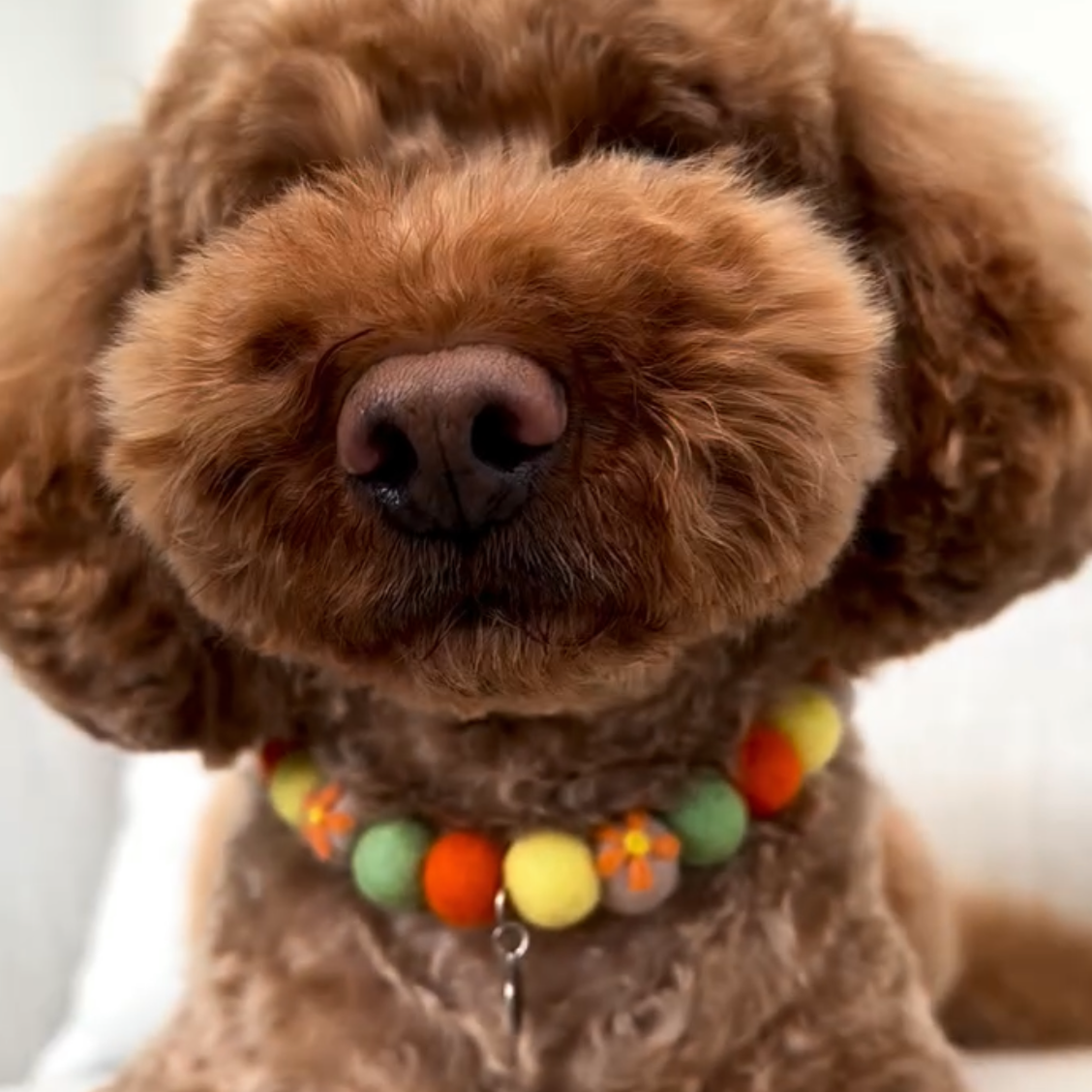 Daffodil Flower Pom Pom Collar
