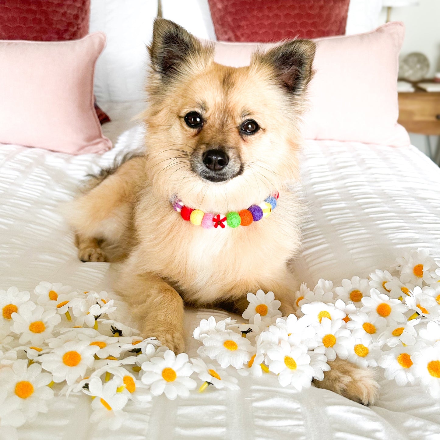 Rainbow Flower Pom Pom Collar