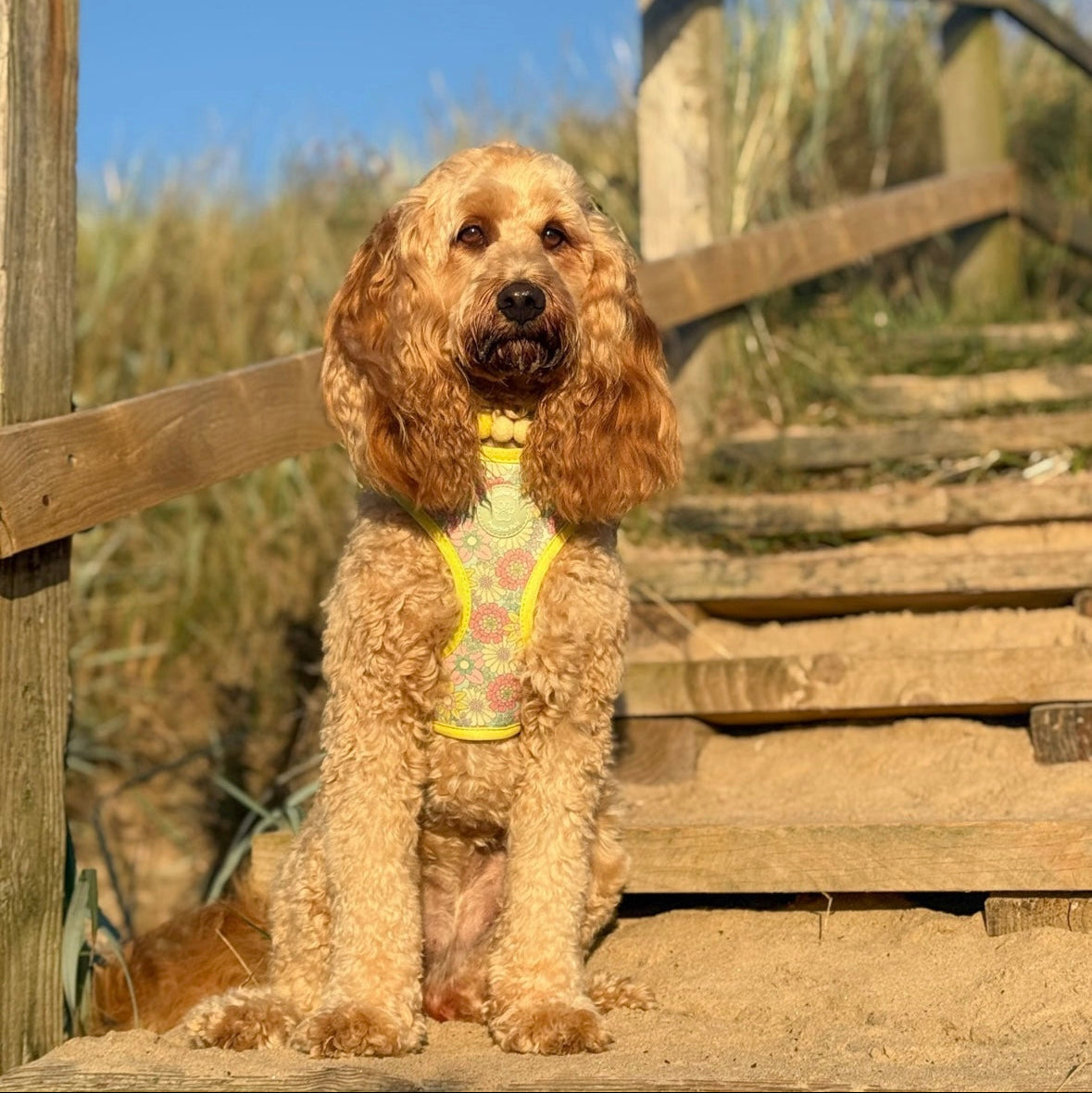 Sunshine Meadow Adjustable Harness