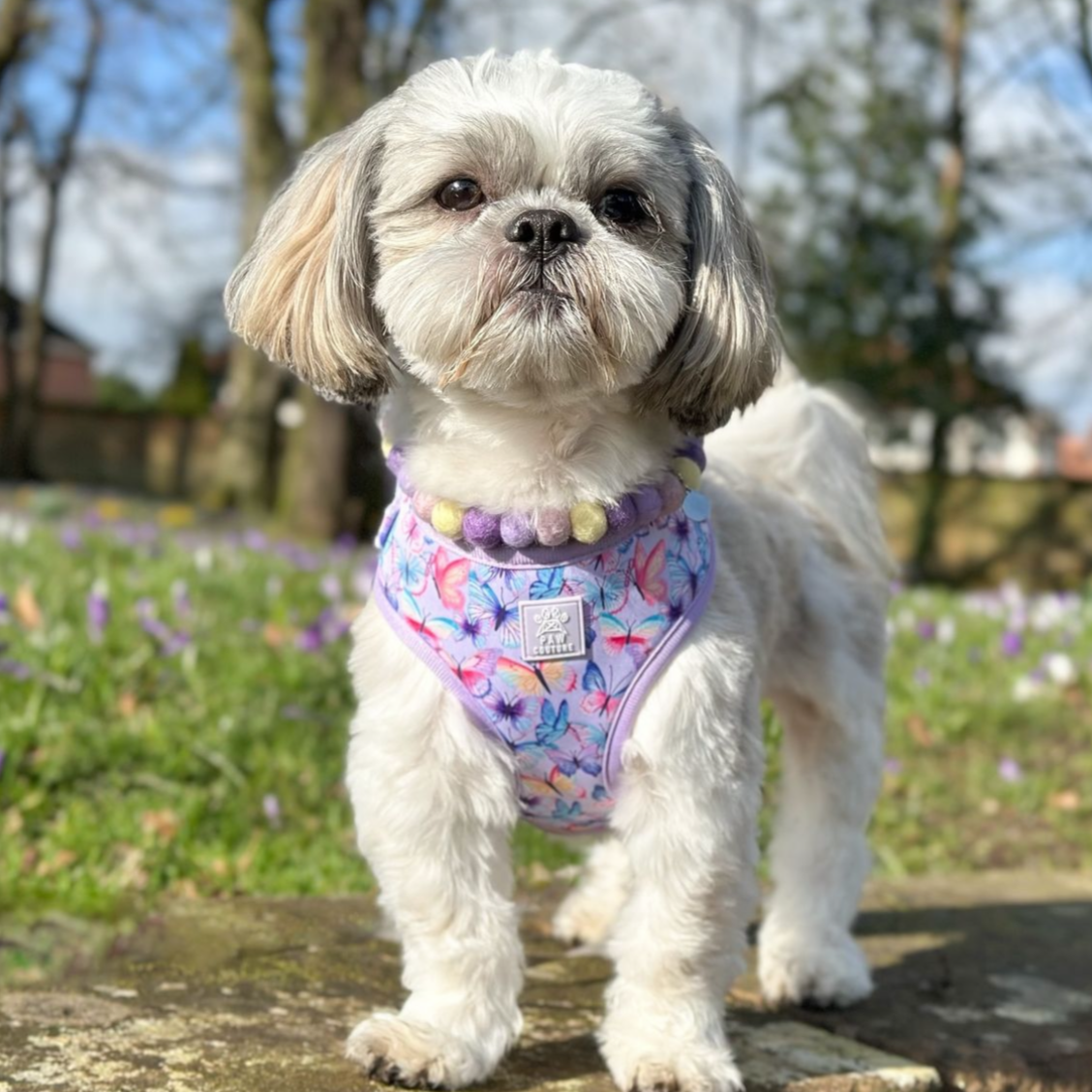 Pansy Pom Pom Collar