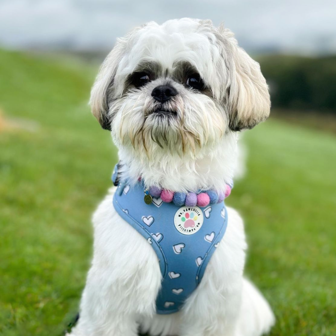 The Poochie Pals Pom Pom Collar