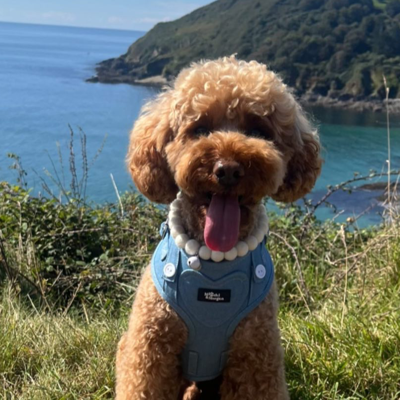 Pure Pom Pom Dog Collar