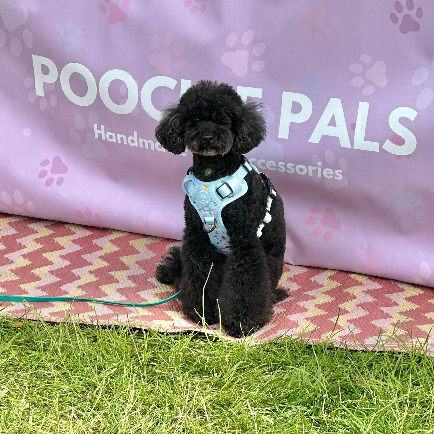 Secret Garden 3 Click Dog Harness