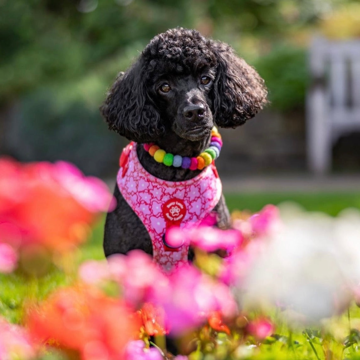 Rainbow Pom Pom Dog Collar Necklace