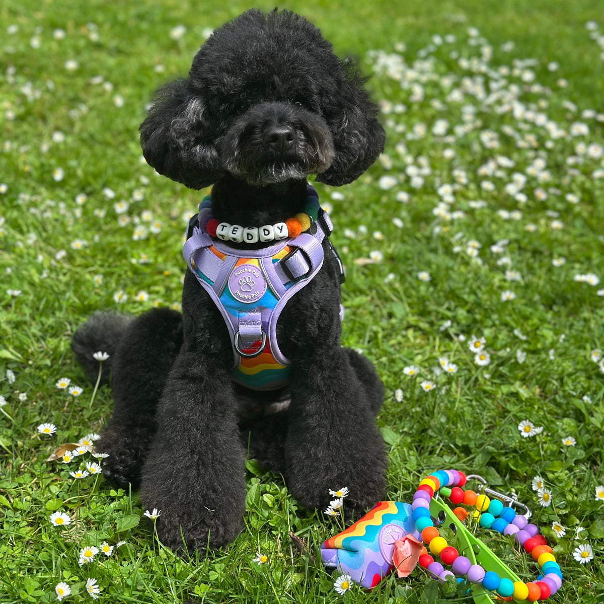 Rainbow Walkies Beaded Dog Lead