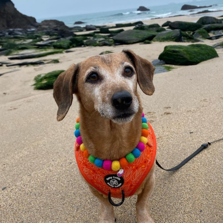 Colourful Coral Pet Pom Pom Collar