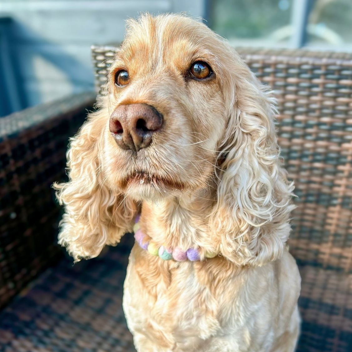 Flower Power Pom Pom Collar