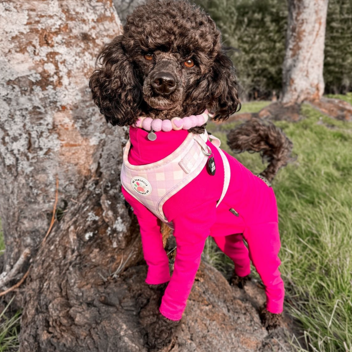 Puppy Pink Pom Pom Collar
