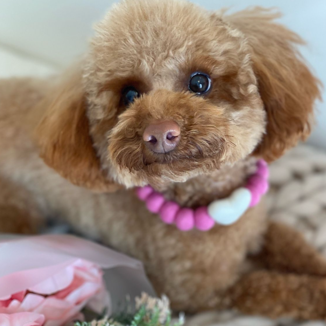 Galentines Pom Pom Collar