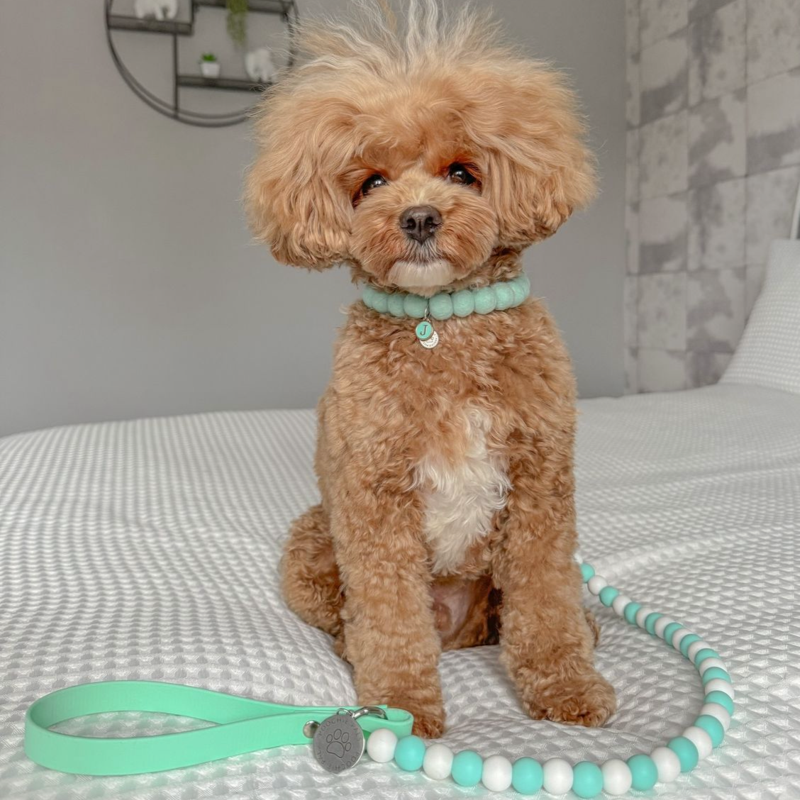 Custom Biothane Beaded Dog Lead