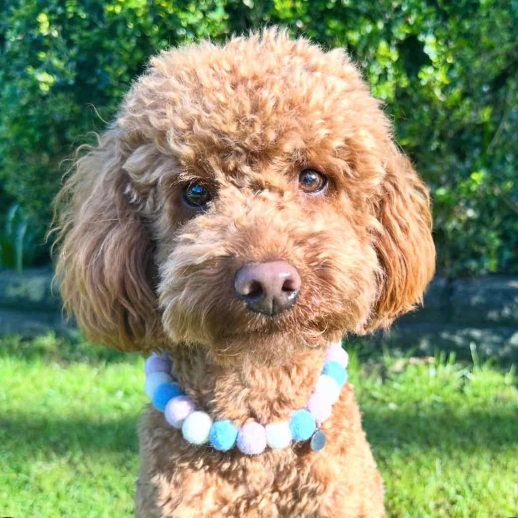 Periwinkle Pom Pom Collar
