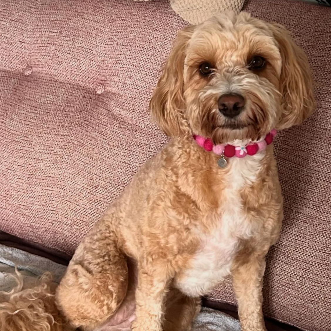 Peonies Flower Pom Pom Collar