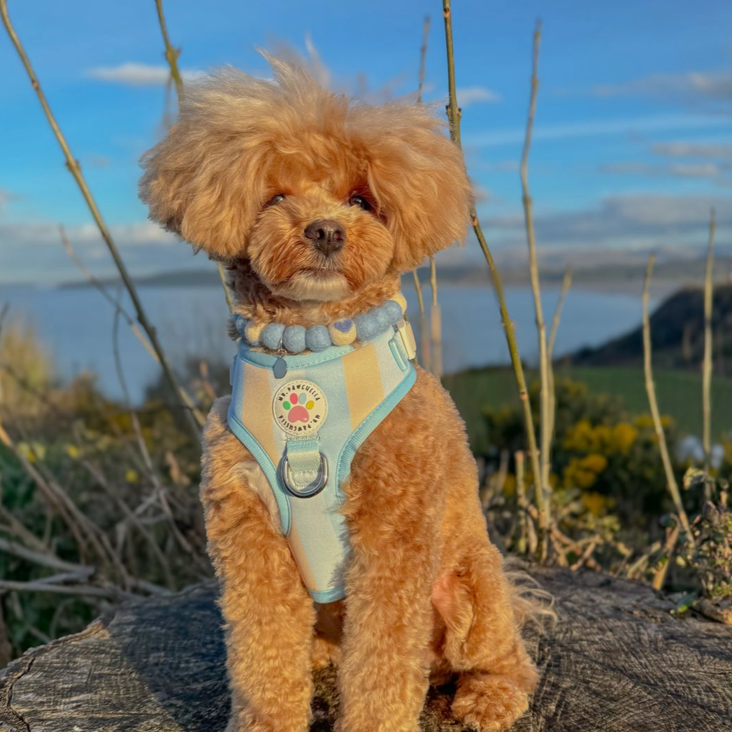 Blueberry Pom Pom Collar