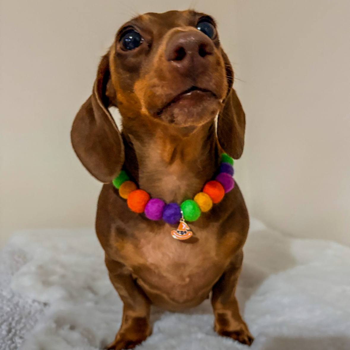 Trick or Treat Pom Pom Collar
