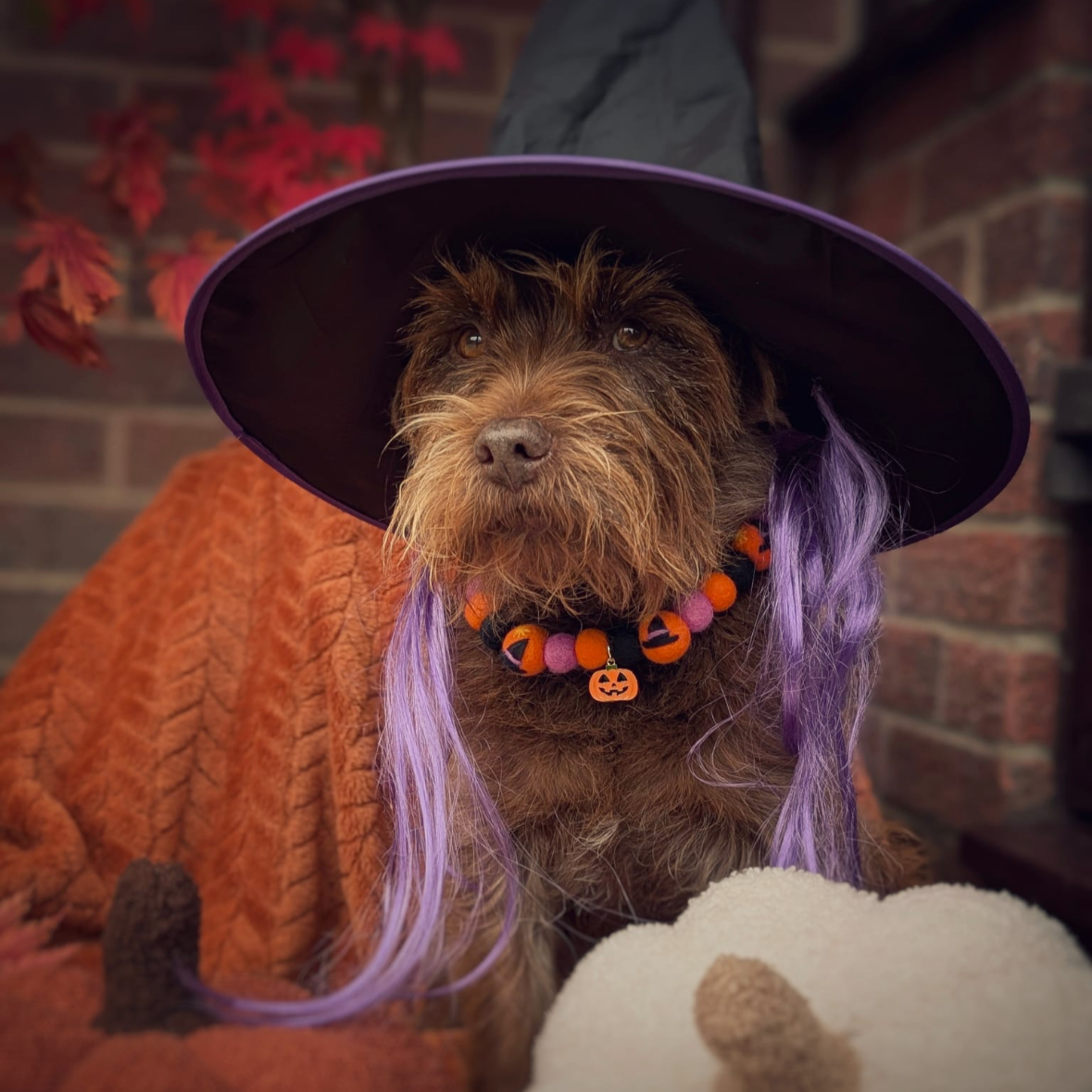 Bewitched Pom Pom Collar